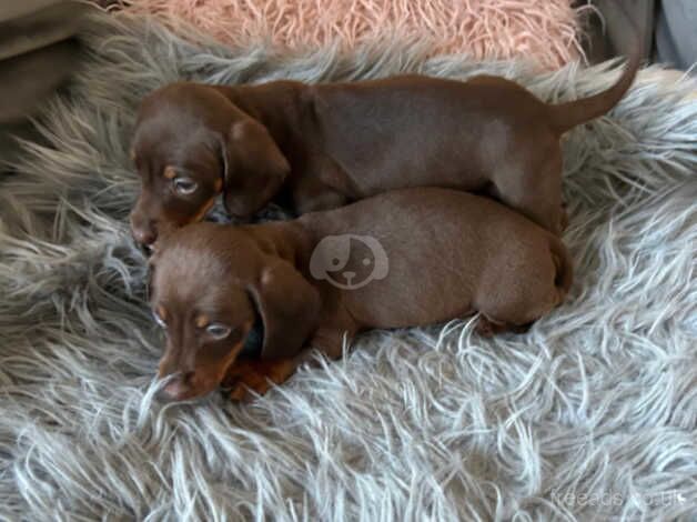 3 beautiful dachshund puppy for sale in Pontypridd, Rhondda Cynon Taf - Image 4