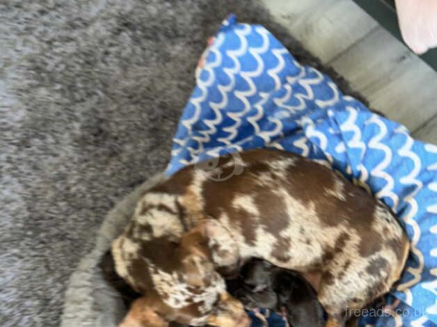 3 beautiful dachshund puppy for sale in Pontypridd, Rhondda Cynon Taf - Image 5