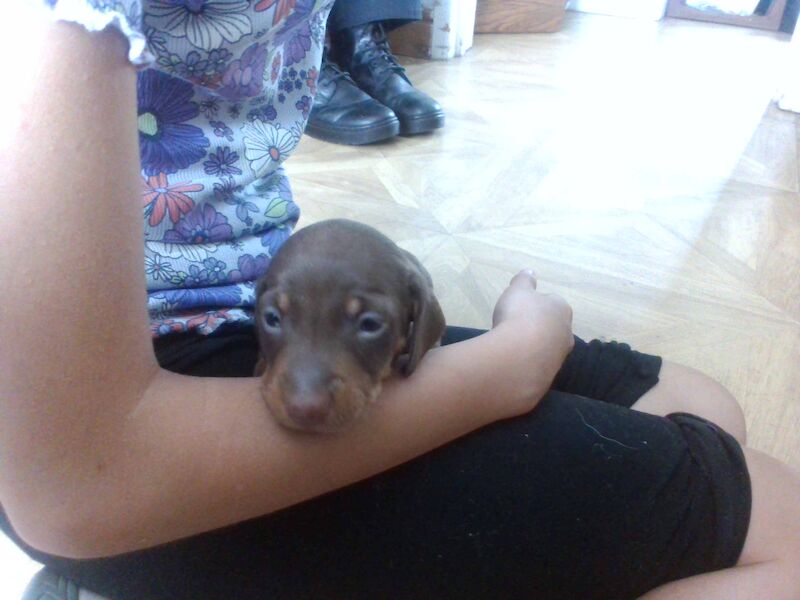 3 Beautiful Daschund Puppies ££300 for sale in St Helens, Merseyside - Image 1