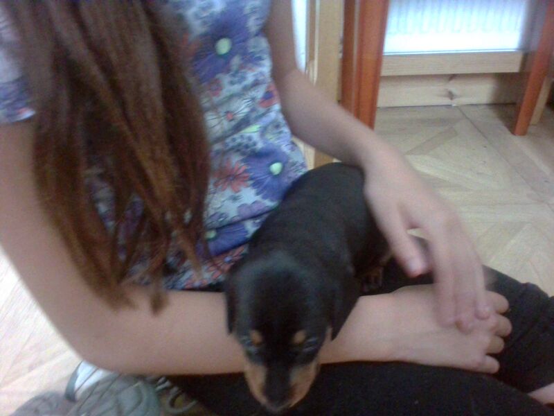 3 Beautiful Daschund Puppies ££300 for sale in St Helens, Merseyside - Image 2