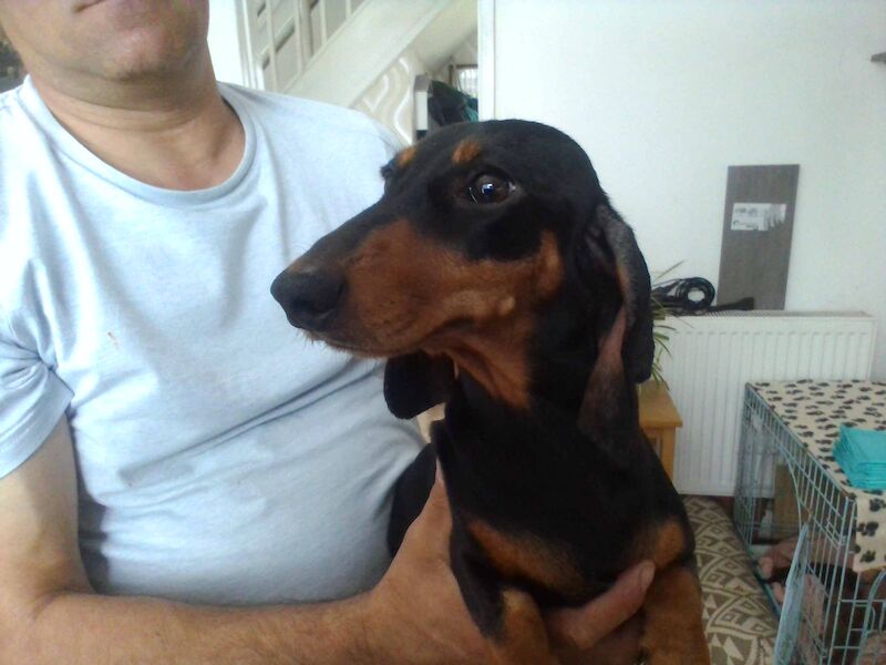 Dachshund Puppies for sale in Merseyside