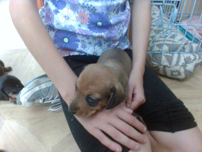 Dachshund Puppies for sale