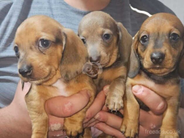 3 beautiful miniature daschounds looking for there forever homes ! for sale in Darlington, County Durham - Image 1