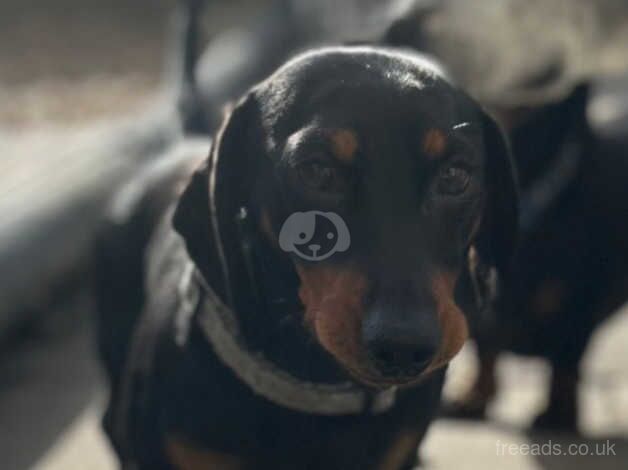 3 Black and Tan male miniature dachshunds ready to be rehomed for sale in Cardiff/Caerdydd, Cardiff