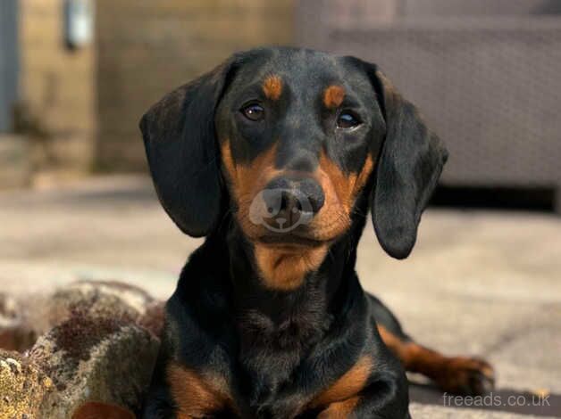 Dachshund Puppies for sale in Cardiff