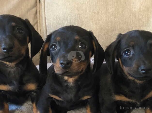 3 dachshund boys for sale in King's Lynn, Norfolk