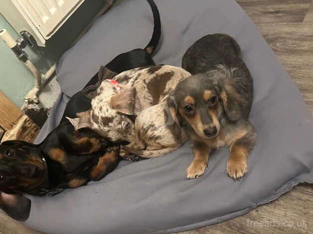 3 dachshund for sale in Wirral