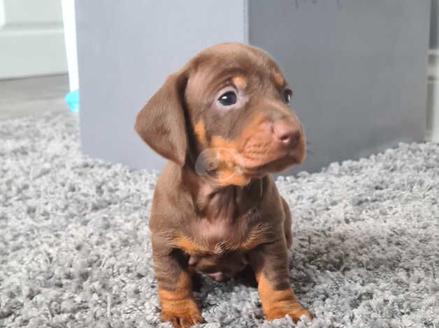 3 dachshund puppys for sale in Cardiff