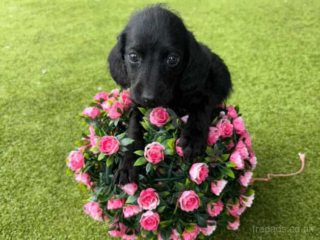 3 dachshund puppy's ready now for sale in Stratford-upon-Avon, Warwickshire - Image 1