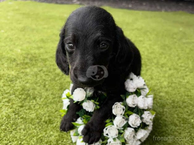 3 dachshund puppy's ready now for sale in Stratford-upon-Avon, Warwickshire - Image 2