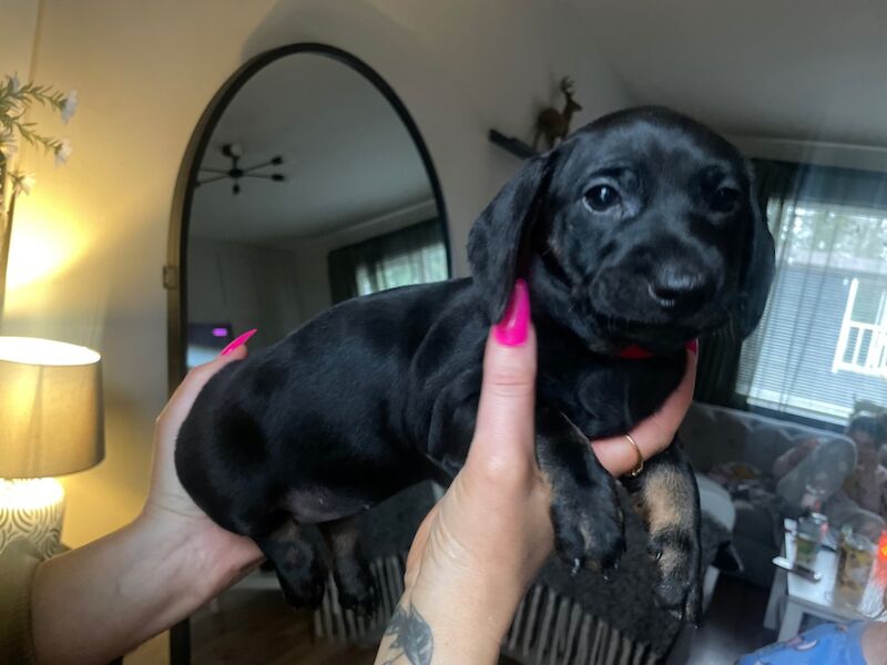 3 dachshunds pups for sale ready to go, 11weeks old 1 boy and 2 girls for sale in County Antrim - Image 1