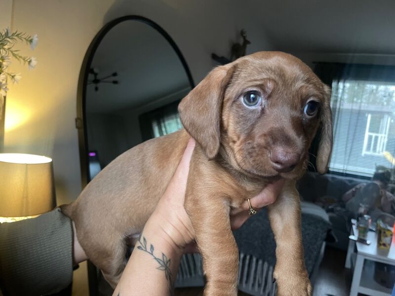 3 dachshunds pups for sale ready to go, 11weeks old 1 boy and 2 girls for sale in County Antrim - Image 2