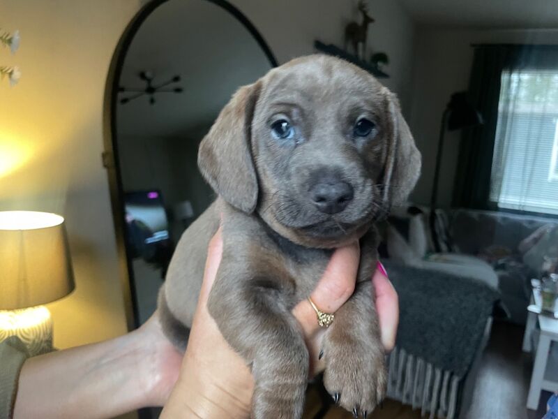 3 dachshunds pups for sale ready to go, 11weeks old 1 boy and 2 girls for sale in County Antrim - Image 3