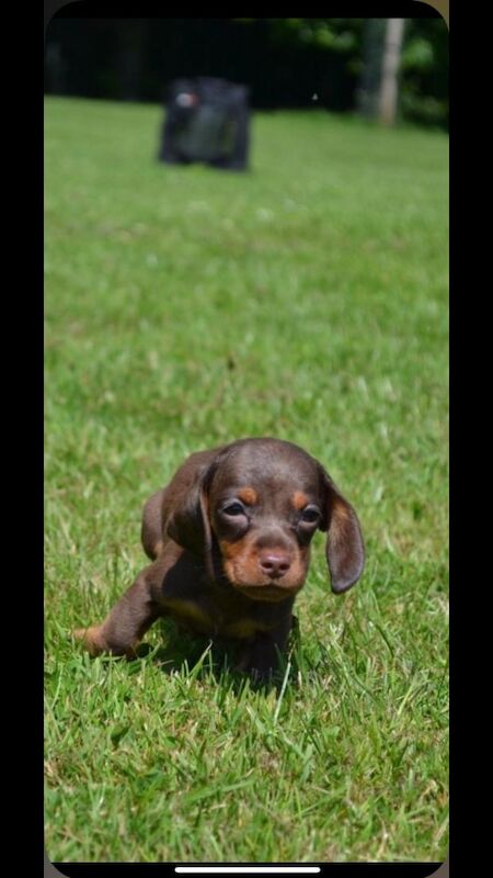 3 kc chocolate Kanianchen puppies for sale in Dagenham, Barking & Dagenham, Greater London