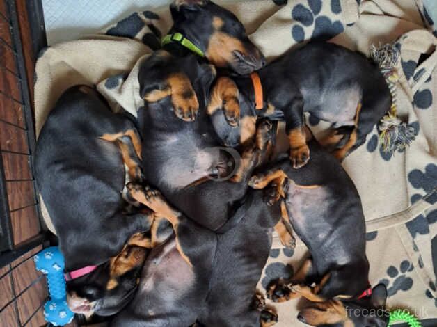 3 Male KC Standard Dachshund Puppies for sale in Paignton, Devon