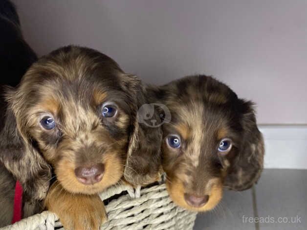 3 Minature long hair dachshund puppies kc reg for sale in Houlton