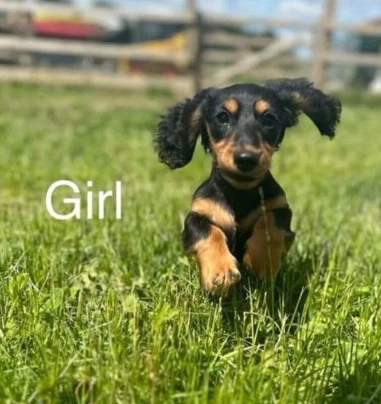 3 stunning miniature longhair dachshund for sale in Upwell, Norfolk