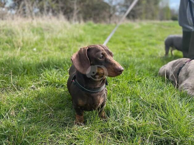 3 year old female Dachshund for sale in Cheltenham, Gloucestershire