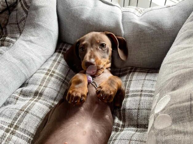 Dachshunds for sale in Cheltenham, Gloucestershire