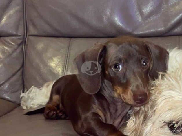 KC Registered Dachshund Puppies for sale in Gloucestershire