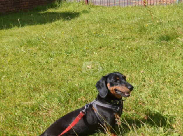 Dachshund Puppies for sale in Neath Port Talbot