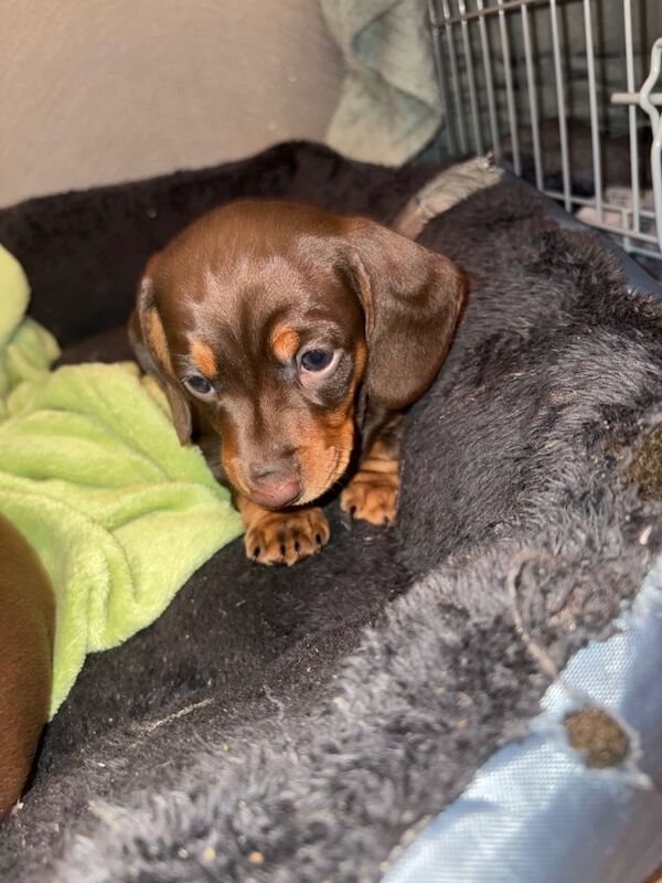 3x Miniature dachshunds puppies for sale in South Side, City of Edinburgh - Image 2