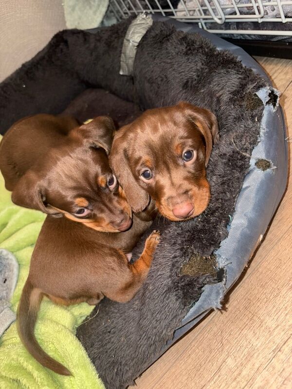 3x Miniature dachshunds puppies for sale in South Side, City of Edinburgh - Image 3