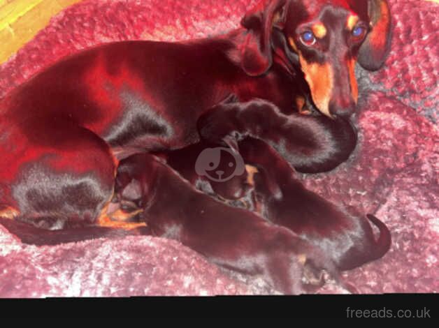 4 beautiful miniature dachshund puppies for sale in Rushden, Northamptonshire