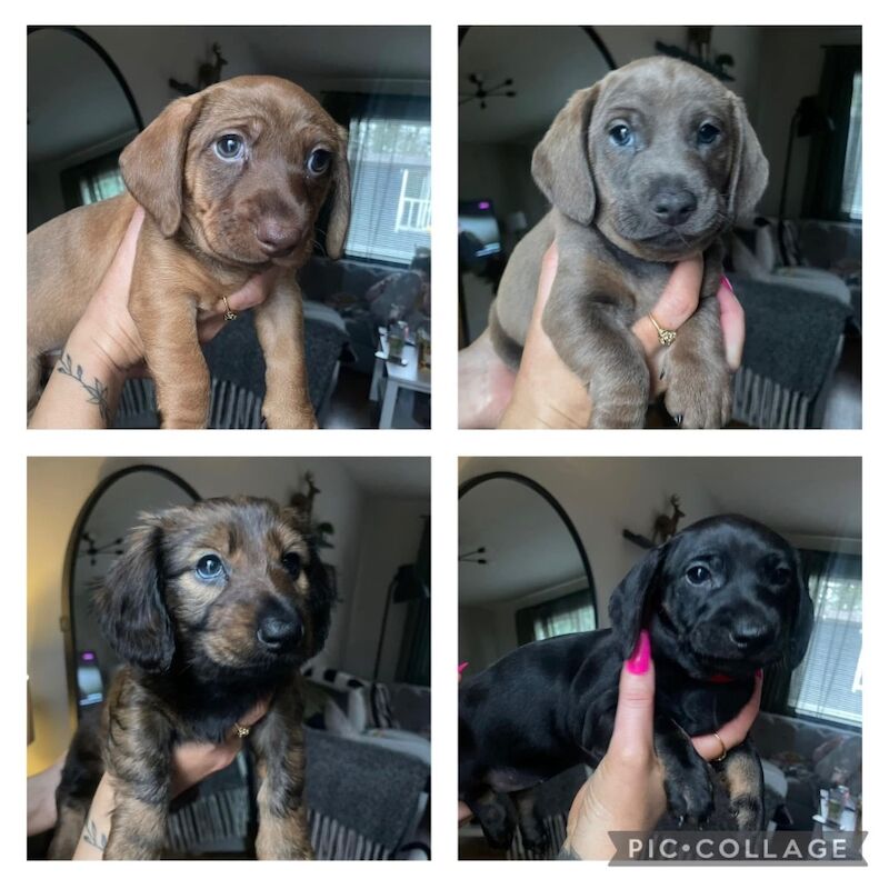 4 dachshunds for sale to their forever homes for sale in County Antrim