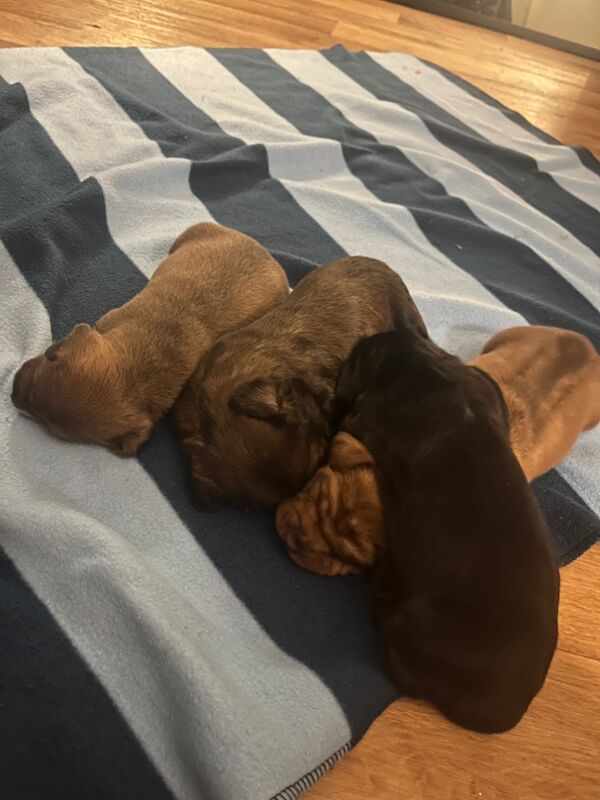 4 dachshunds for sale to their forever homes for sale in County Antrim - Image 2