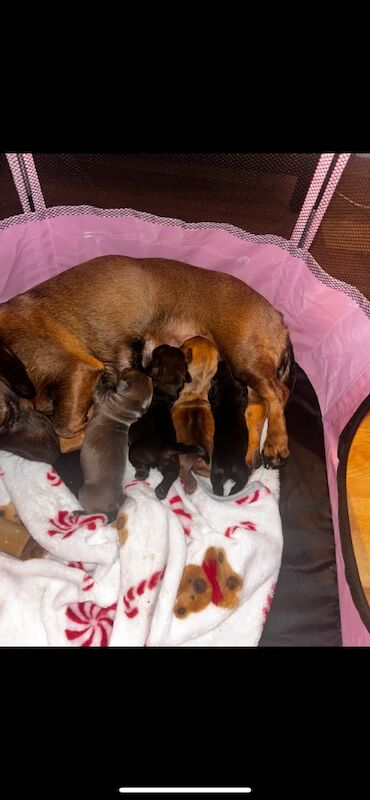 4 dachshunds for sale to their forever homes for sale in County Antrim - Image 3