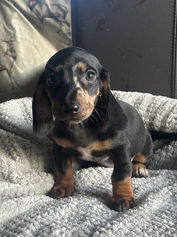 4 miniature dachshunds for sale in Llanidloes, Powys