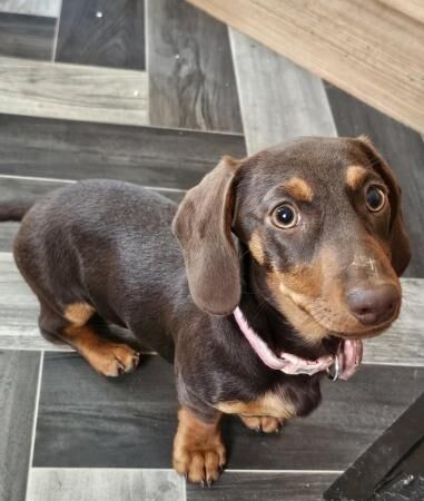4 month old female chocolate and tan dachshund for sale in Skegness, Lincolnshire