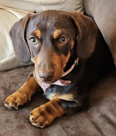4 month old female chocolate and tan dachshund for sale in Skegness, Lincolnshire - Image 2
