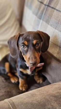 4 month old female chocolate and tan dachshund for sale in Skegness, Lincolnshire - Image 3