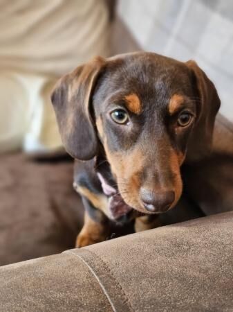 4 month old female chocolate and tan dachshund for sale in Skegness, Lincolnshire - Image 4