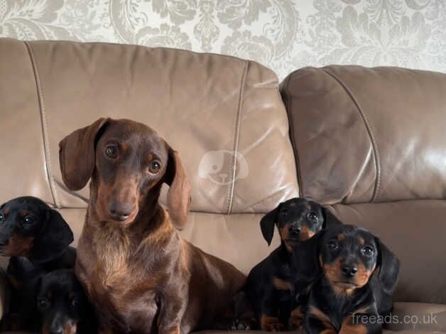 4 stunning dachshunds puppy's for sale in Coalisland, Dungannon