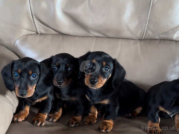 4 stunning dachshunds puppy's for sale in Coalisland, Dungannon - Image 2