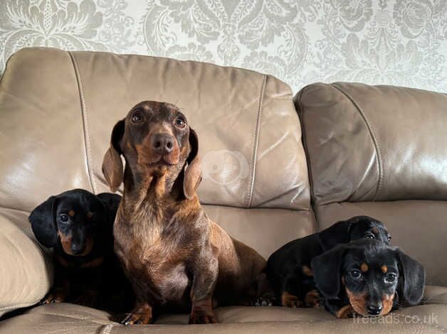 4 stunning dachshunds puppy's for sale in Coalisland, Dungannon - Image 3