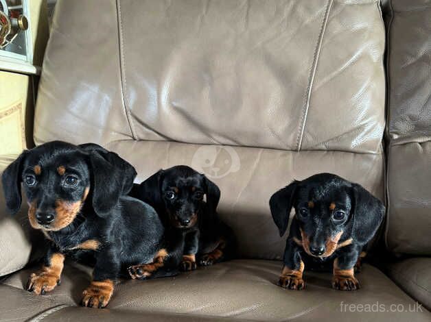 4 stunning dachshunds puppy's for sale in Coalisland, Dungannon - Image 4