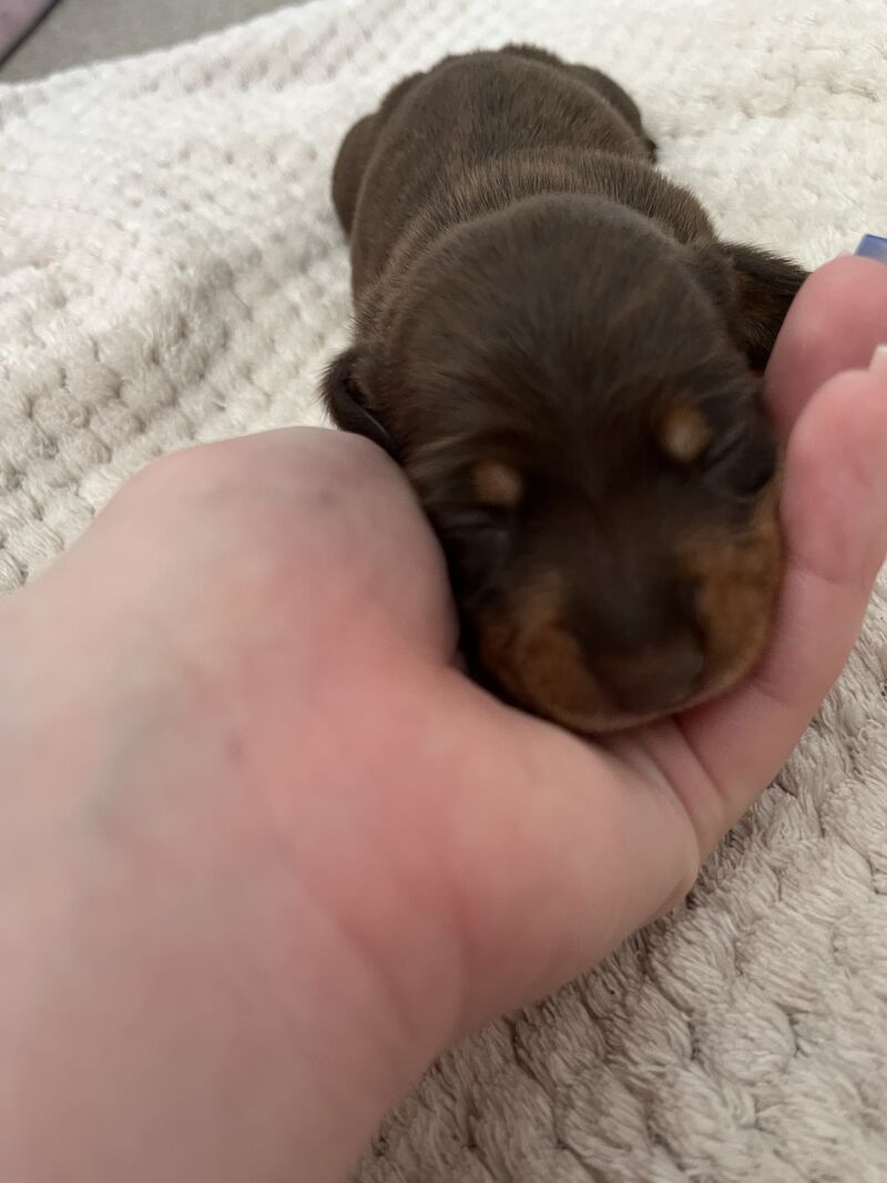 4 stunning miniature dachshunds for sale in South Hayling, Hampshire - Image 2