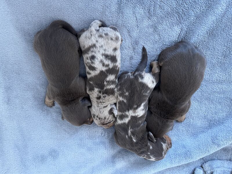 4 stunning miniature dachshunds for sale in South Hayling, Hampshire - Image 3