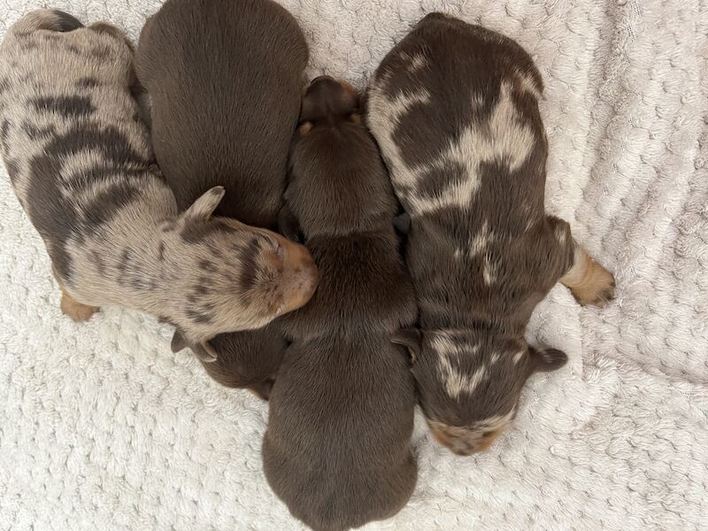 4 stunning miniature dachshunds for sale in South Hayling, Hampshire - Image 4