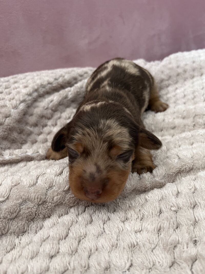 4 stunning miniature dachshunds for sale in South Hayling, Hampshire - Image 5