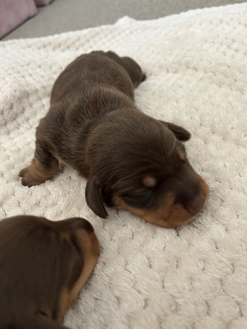 4 stunning miniature dachshunds for sale in South Hayling, Hampshire - Image 6