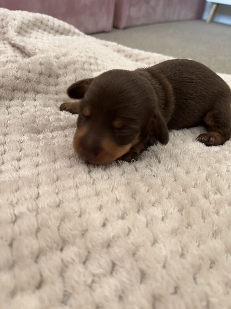 4 stunning miniature dachshunds for sale in South Hayling, Hampshire - Image 7