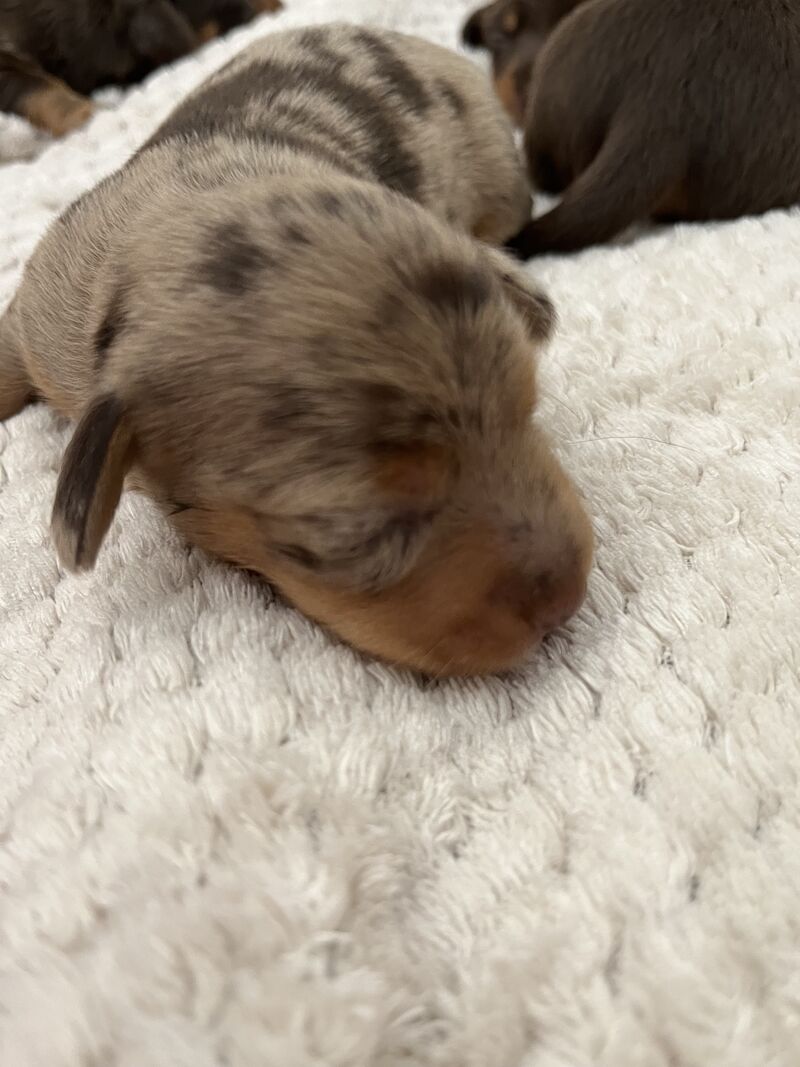 4 stunning miniature dachshunds for sale in South Hayling, Hampshire - Image 8