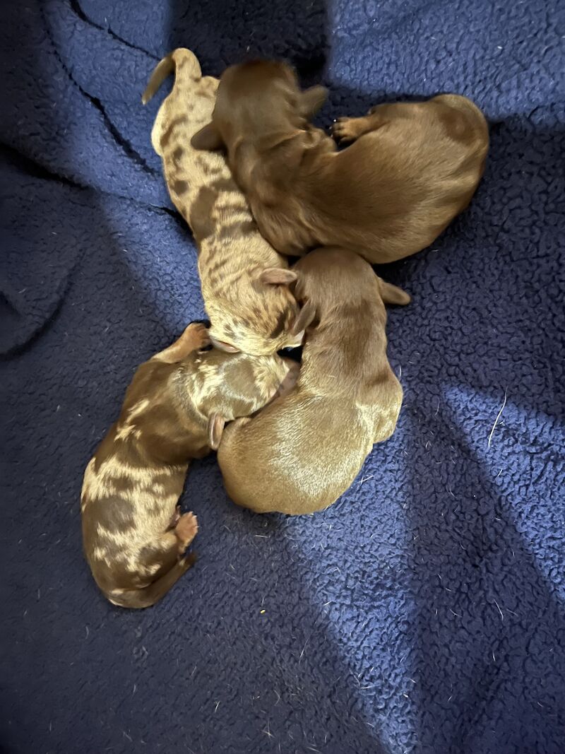 4 stunning miniature dachshunds for sale in South Hayling, Hampshire - Image 10