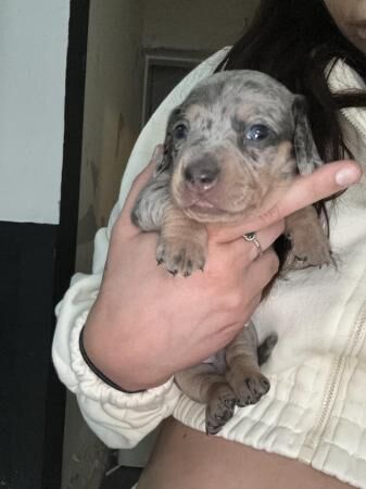 4 week old miniature dachshunds for sale in Walsall, West Midlands - Image 1