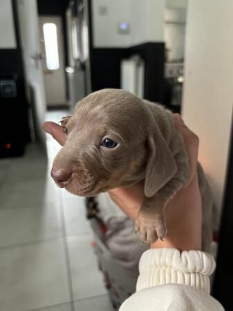 4 week old miniature dachshunds for sale in Walsall, West Midlands - Image 2